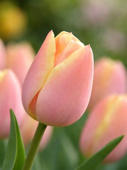 Tulip "Mango Charm"