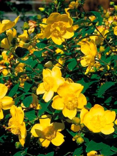 Erva de São João "Hidcote" contentor (P0.5)