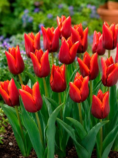 Tulipa "Slawa"