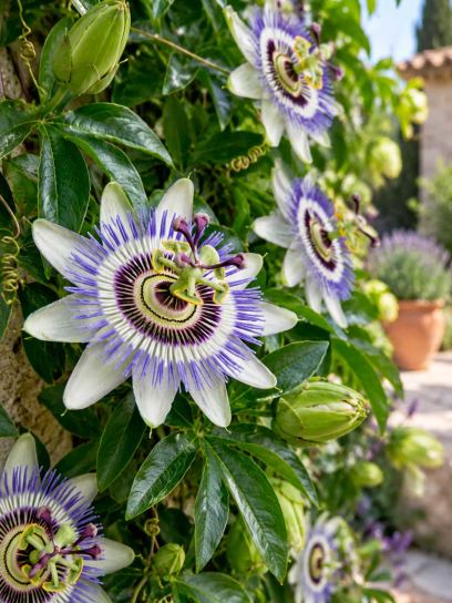 Passionflower ‘Passiflora caerulea’