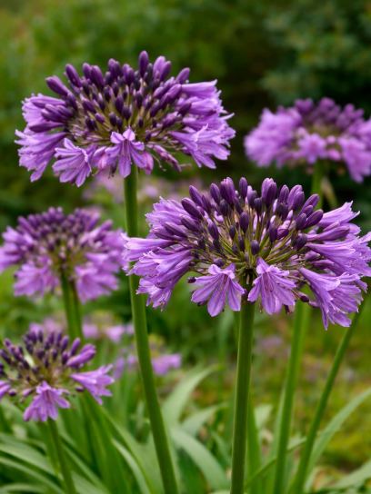 Agapanthus "Poppin Purple"