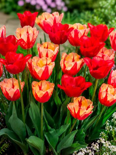 Tulip -Spryng Break Mix-