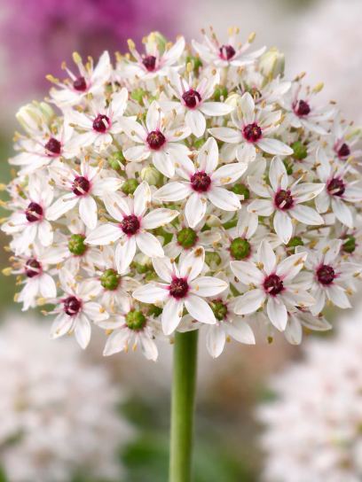 Allium basalticum "Silver Spring"