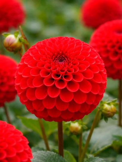 Dahlia "Red Fox"