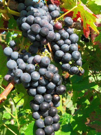 Regent Grape container (C3)