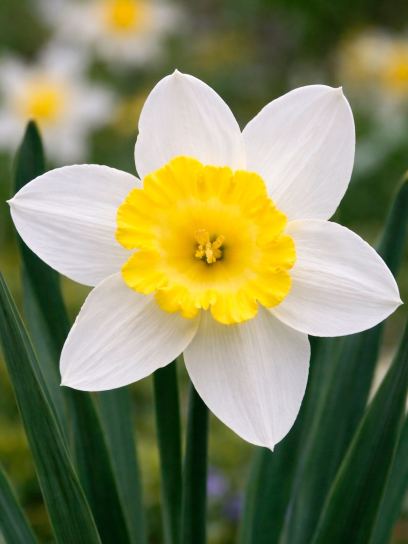 Narcissus "Sweet Harmony"