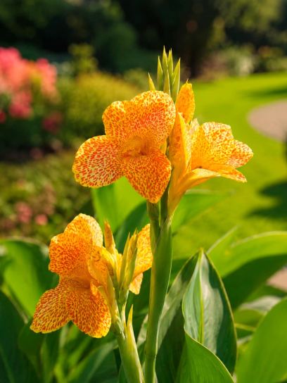 Canna "En Avant"