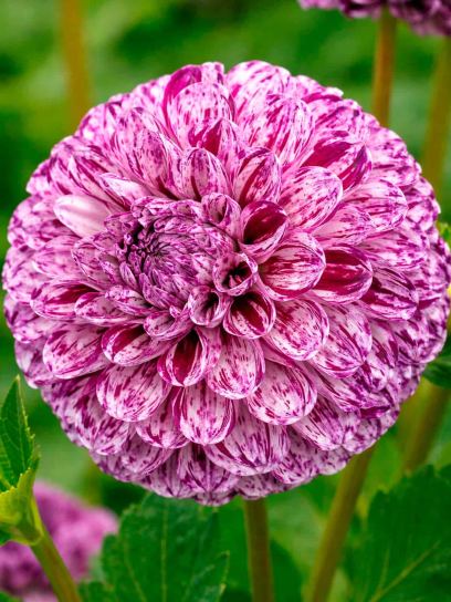 Dahlia "Marble Ball"