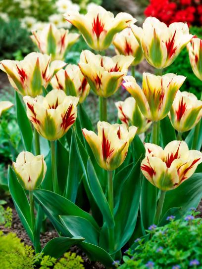 Tulipa "Flaming Springgreen"