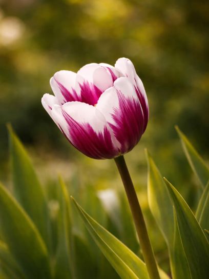 Tulipa "Rem's Favourite"