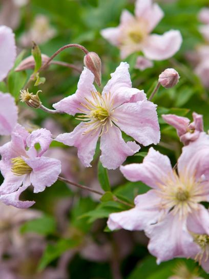 Clematis "Entel" container (C2)