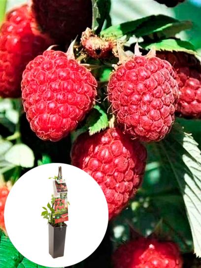 Raspberry "Malling Promise" container (P11)