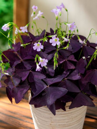 Oxalis triangularis "Mijke"