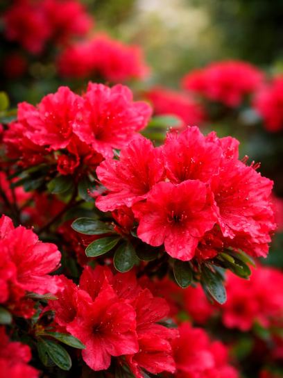 Azalea japonica "Hino Crimson"