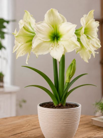 Hippeastrum "Lemon Grandise"