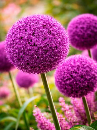 Allium "Ambassador"
