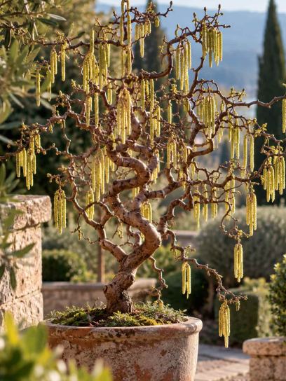 Hazel ‘Contorta’