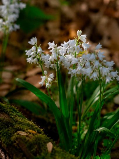 Hyacinthoides hispanica "Alba Maxima" - 500 pieces -