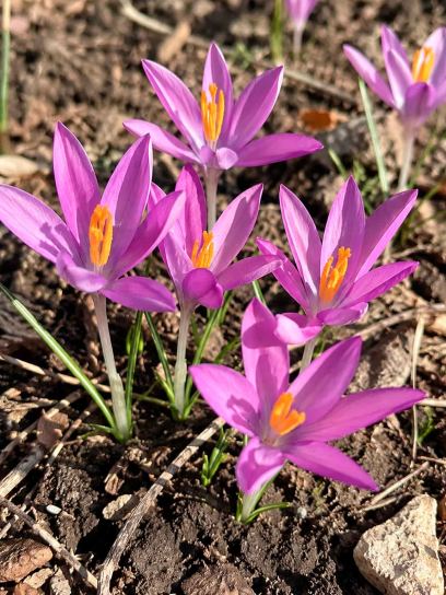Crocus tommasinianus "Roseus"