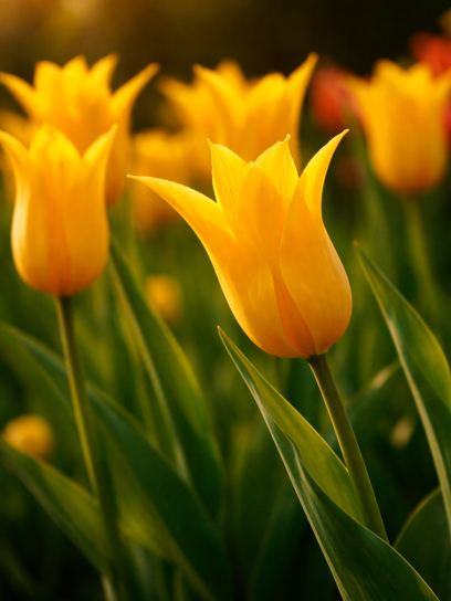 Tulip "Flashback"