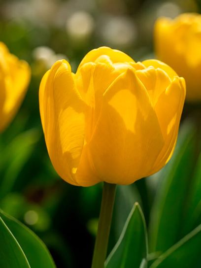 Tulip "Novi Sun"