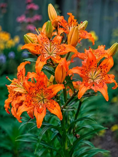 Lilium "Must See"