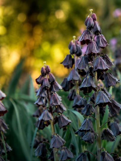 Fritillaria persica "Twin Tower Tribute"