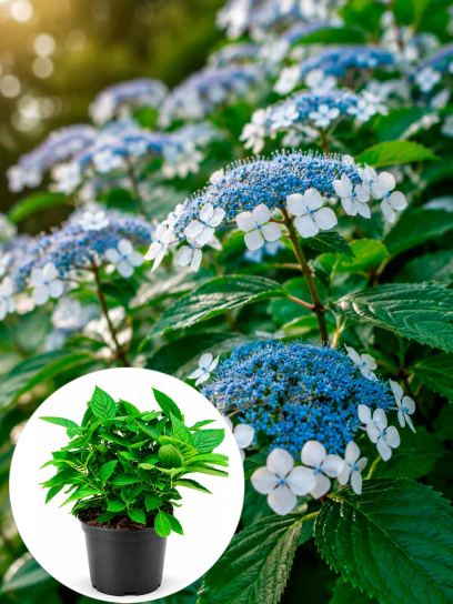 Hydrangea serrata "Bluebird" container (P19)