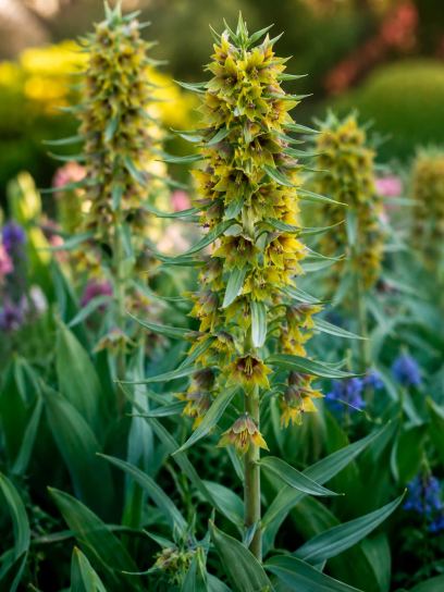 Fritillaria sewerzowii "Green Eyes"