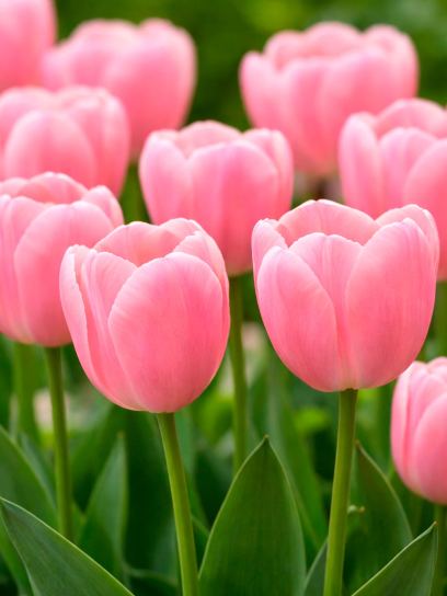 Tulip "Menton"