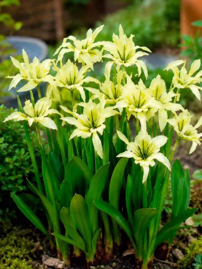 Hymenocallis "Sulphur Queen"