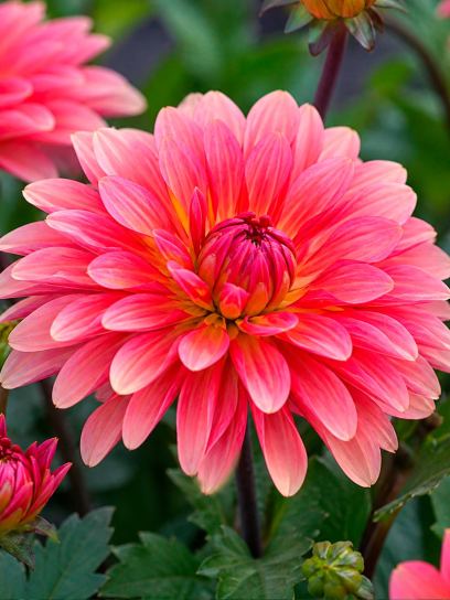 Dahlie "Missis Dutch"