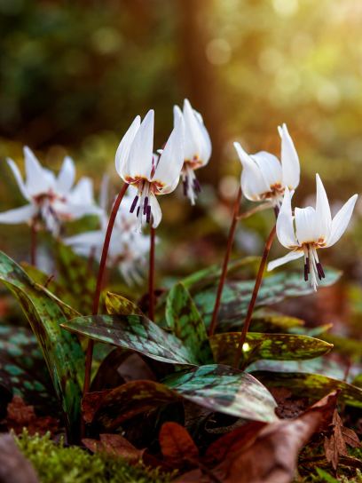 Erythronium dens-canis "Snowflake"
