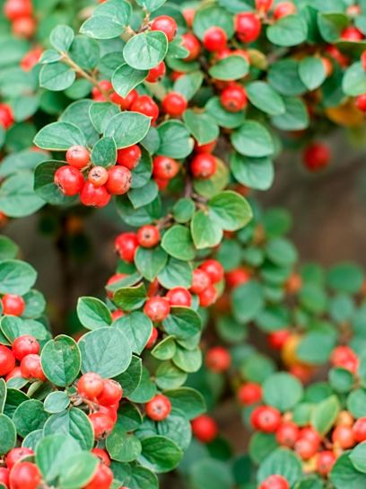 Cotoneaster "Cochleatus" container (P0.5)