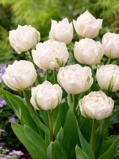 Tulipa "Mount Tacoma"