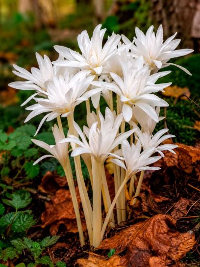 Colchicum autumnale "Album"