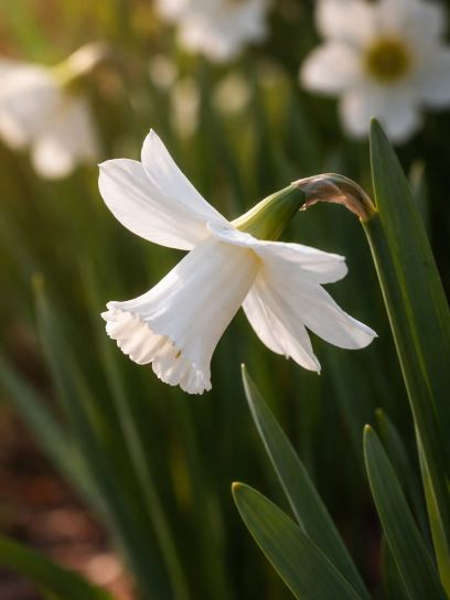 Narcissus "Lady Madonna"