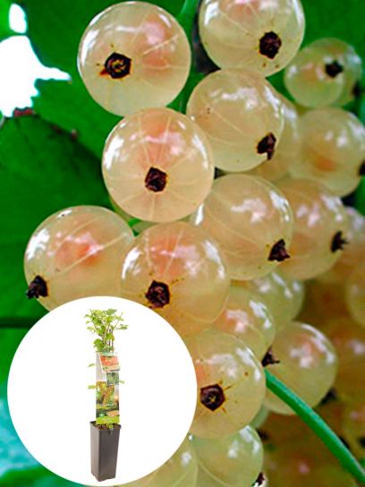 Ribes Bianco contenitore (P11)