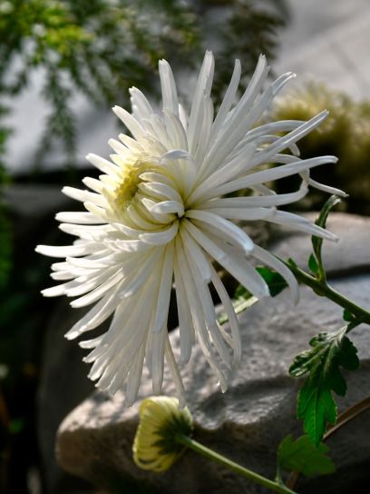 Dahlia "Playa Blanca"