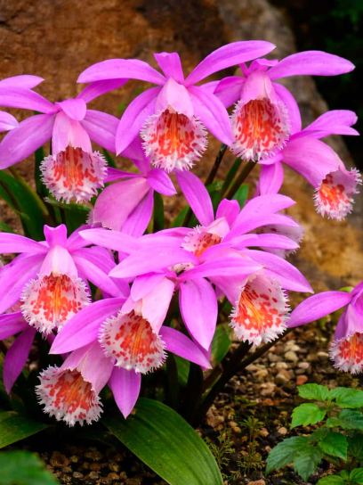 Pleione formosana