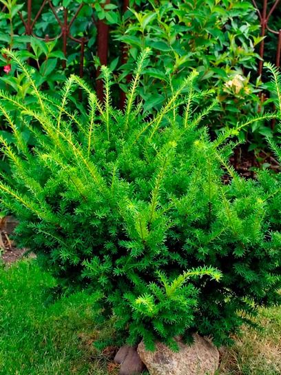 Yew 'Farmen' container (C3)