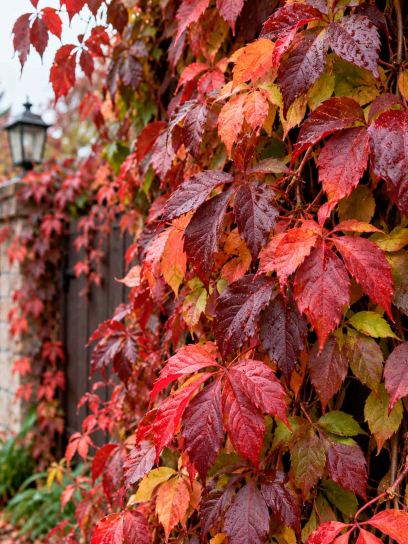 Creeper ‘Engelmannii’ (Virginia)