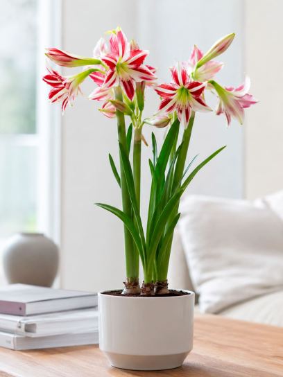 Hippeastrum "Santiago"