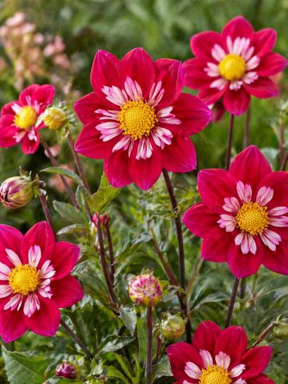 Dahlia "Eefje"