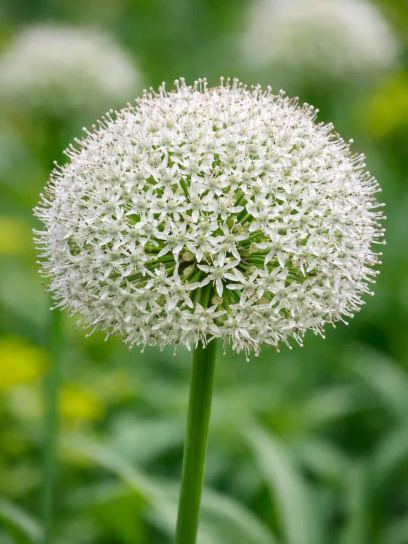 Allium altissimum "Album"
