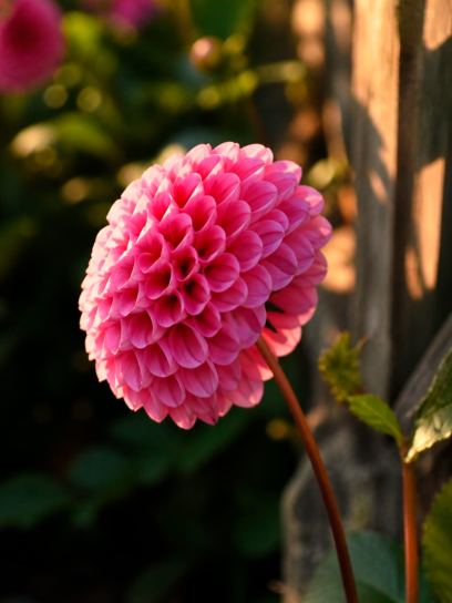 Dahlia "Sweet Fabienne"