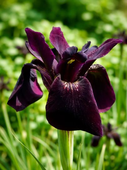 Iris chrysographes "Black Form"