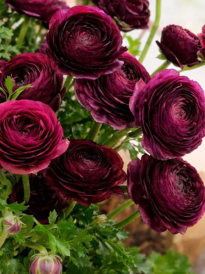 Ranunculus ELEGANCE "Viola"