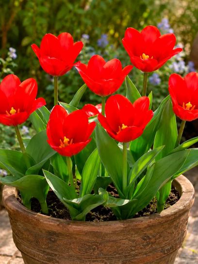 Tulip "Showwinner"