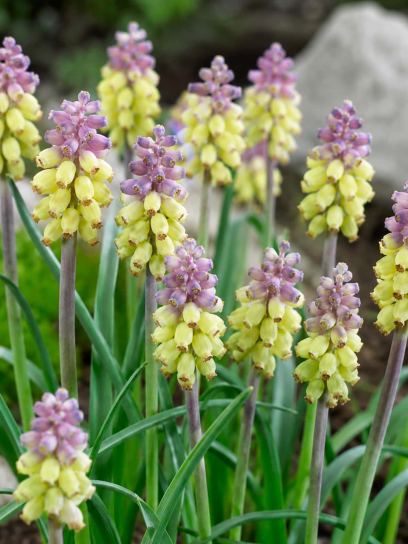 Muscari muscarimi
